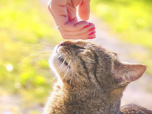 防止猫咪每天早上叫唤(防止猫咪每天早上叫唤的办法)