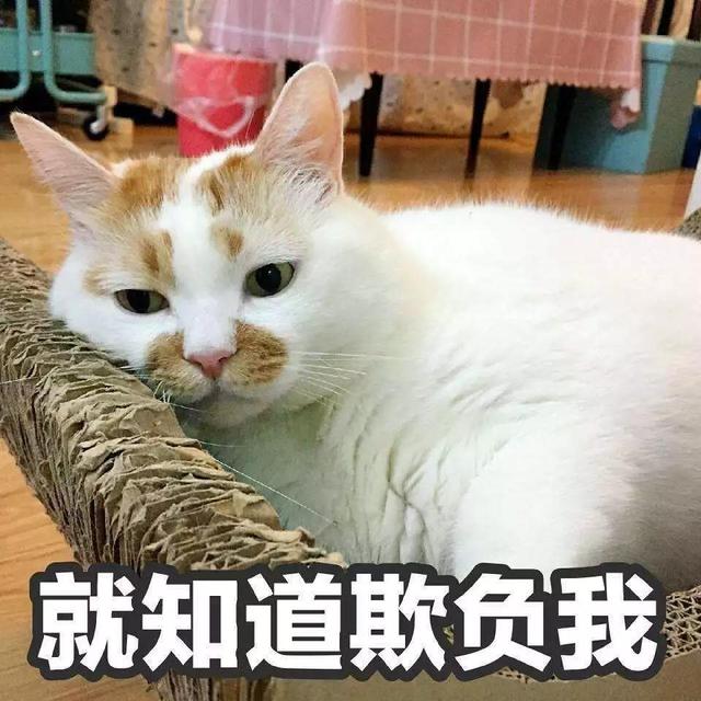 猫咪不开心的表现(猫咪不开心的表现图片)