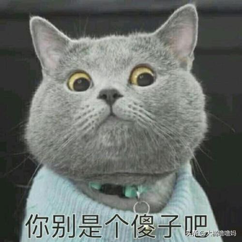 宠物猫多久洗一次澡(猫多久洗一次澡比较好)