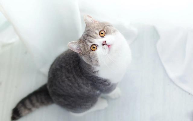 猫咪怀孕可以洗澡吗(猫咪怀孕能不能洗澡)