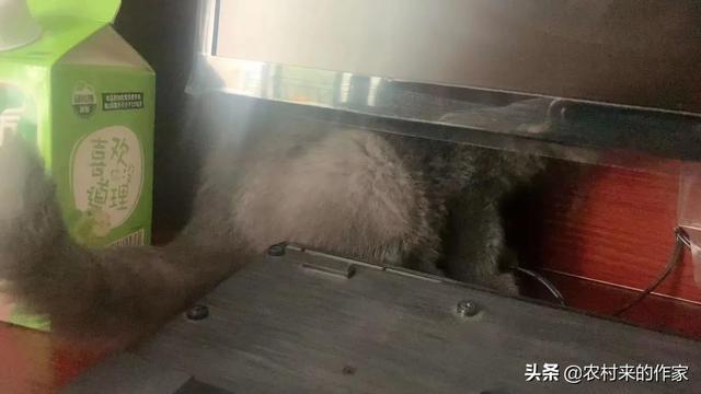 猫死后会给主人托梦吗(猫给人托梦意味着什么)