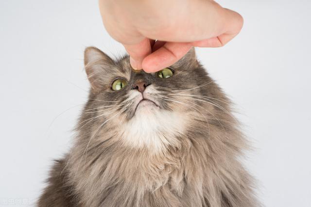 猫咪零食哪个牌子最好(宠物猫零食哪个品牌好)