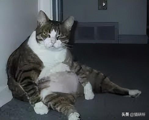 猫能吃栗子吗(宠物猫能吃栗子吗)