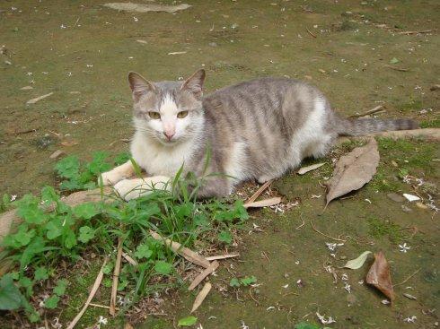 猫咪怀孕后，该怎么处理？喂食和接触，都不能马虎