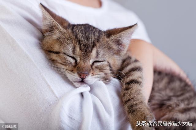 溜猫对猫好吗(溜猫有必要吗)