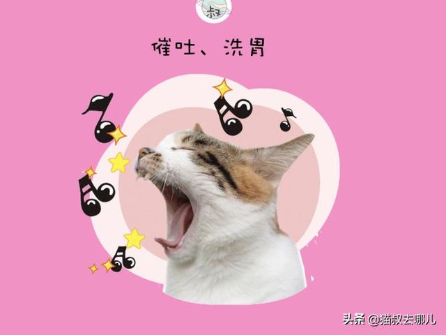 猫中毒了怎么快速解毒(猫中毒了怎么快速解毒小妙招)