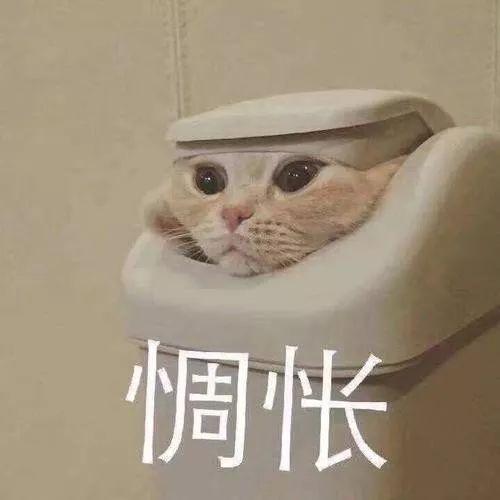 让猫自愿剪指甲小妙招(给猫剪指甲的好办法)