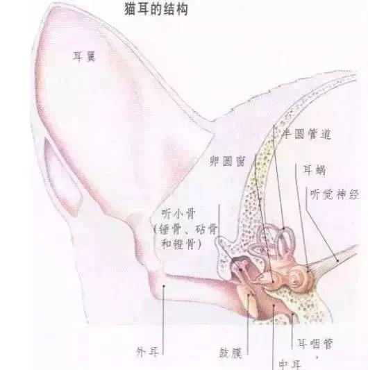 猫耳朵里长耳螨怎么治(猫耳朵里长耳螨用什么药)