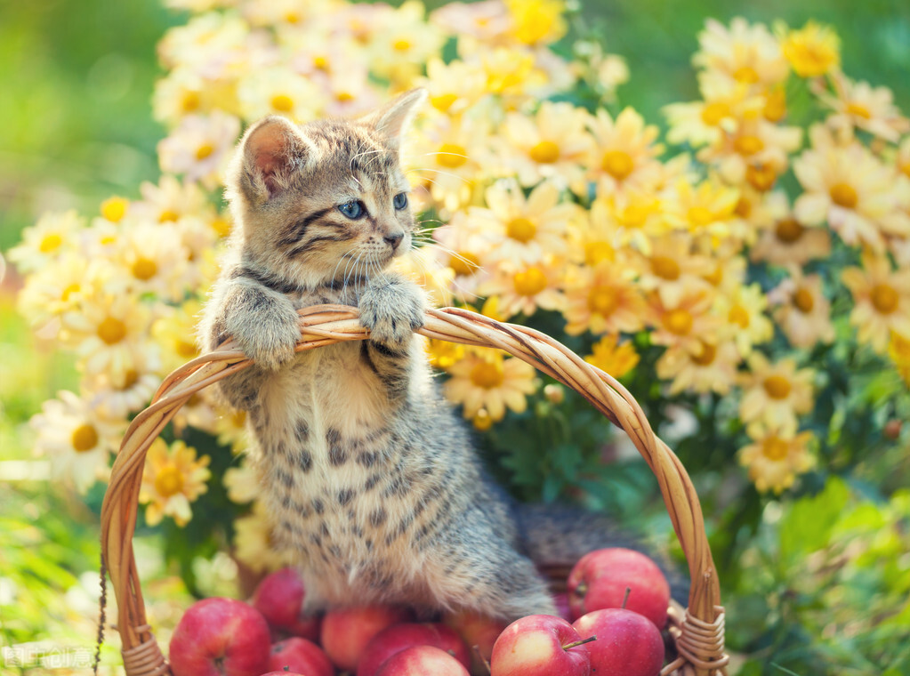 猫咪能吃苹果吗(三个月猫咪能吃苹果吗)