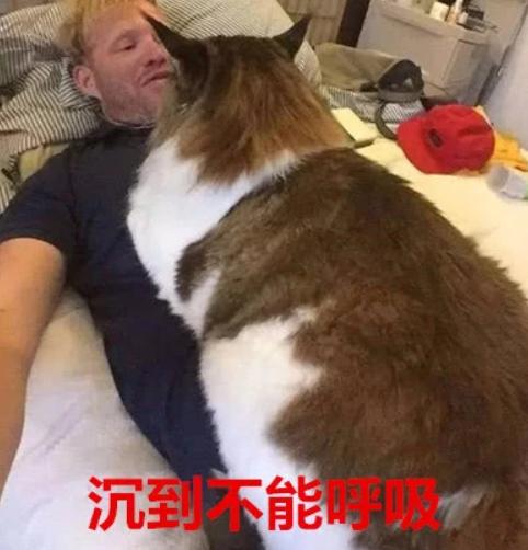 缅因库恩猫图片(缅因库恩猫的眼睛颜色)