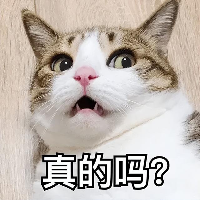 猫咪踩奶是什么意思(猫咪踩奶是什么行为)