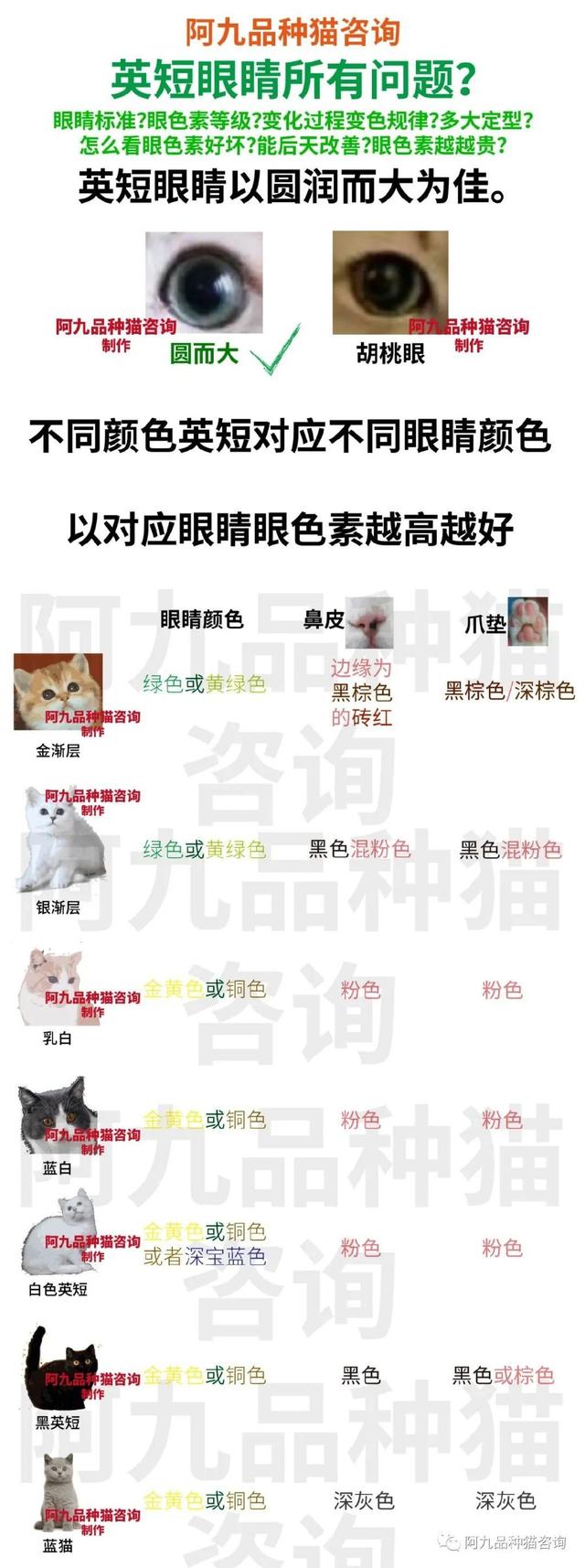 灰色的猫咪是什么品种?灰色的猫咪是什么品种图片