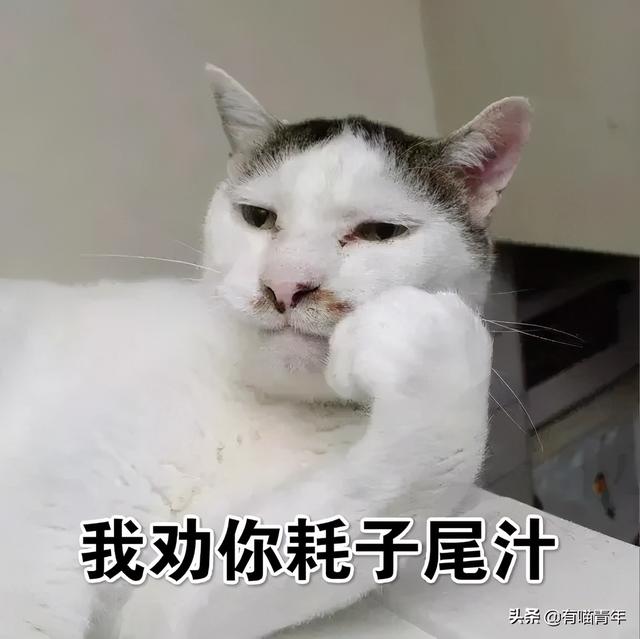 世界上最丑的猫长什么样(世界上最丑的猫图片)