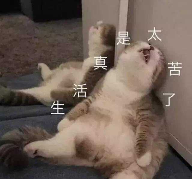 猫咪眼睛发炎会自愈吗(猫咪眼睛炎症会自己好吗)