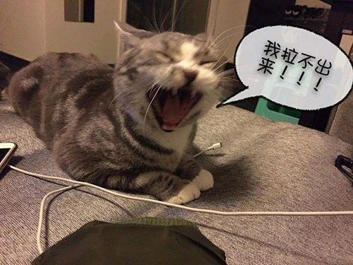 猫咪便血是怎么回事(小猫拉屎有血怎么回事)