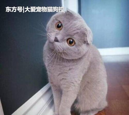 猫趴成一条是不舒服吗 猫怎么趴着说明不舒服