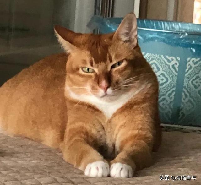 世界上最丑的猫长什么样(世界上最丑的猫图片)