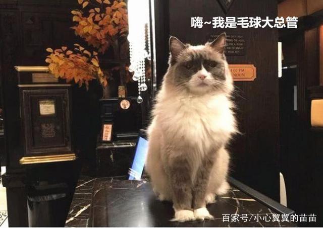 猫咪被酒店收留，为了报恩帮老板打工7年，不少客人只为猫咪而来