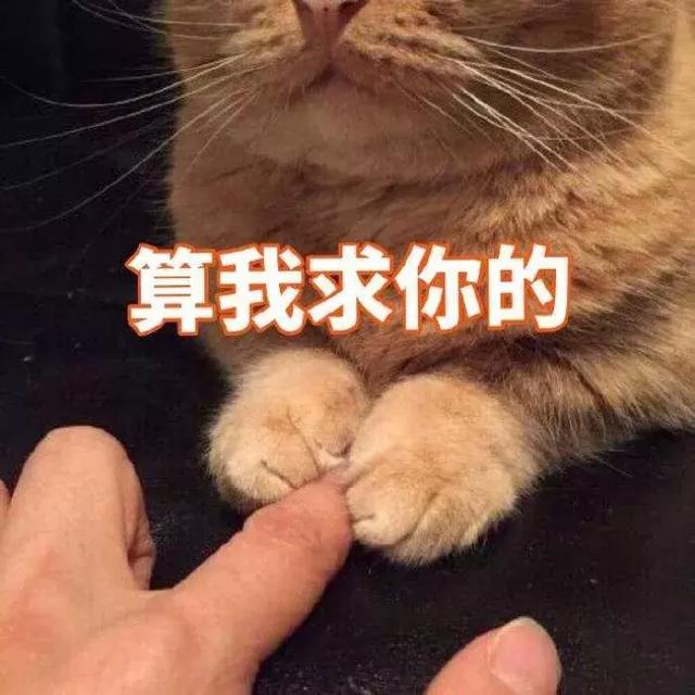 猫打喷嚏会传染给人吗(猫打喷嚏是什么原因)