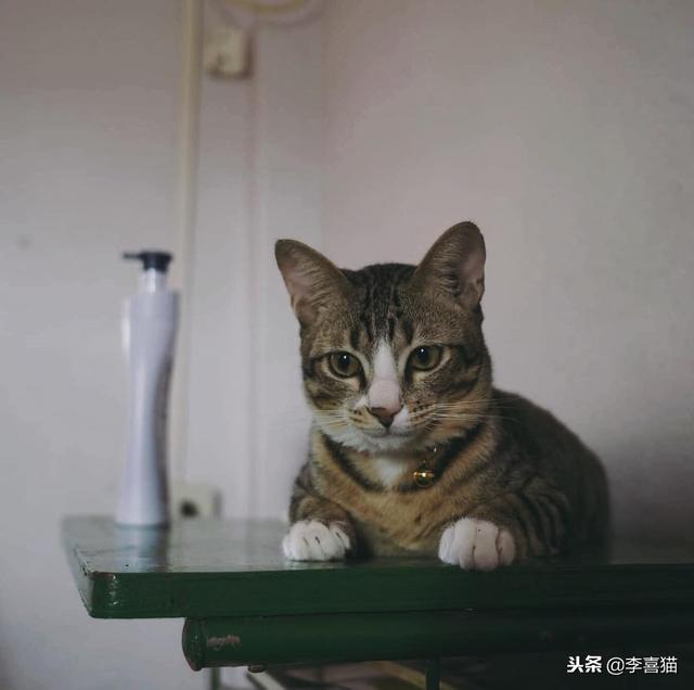 猫咪绝育后多久可以吃东西(猫咪绝育之后多久能吃东西)