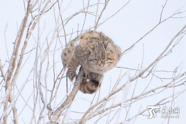 草原斑猫是几级保护动物(斑豹猫是不是保护动物)