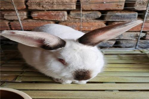 给猫喂鱼需要挑刺吗 喂食流浪猫的人真恶心