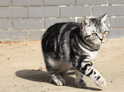 美国银虎斑猫性格怎样？