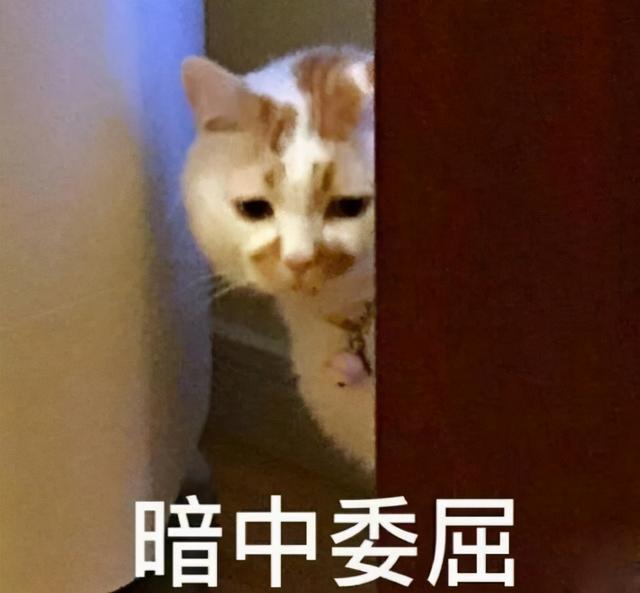 猫咪睡觉打呼噜说明什么(猫咪睡觉打呼噜正常现象吗)