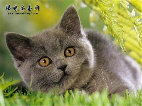 什么是猫咪营养膏? 猫咪吃营养膏有用吗？