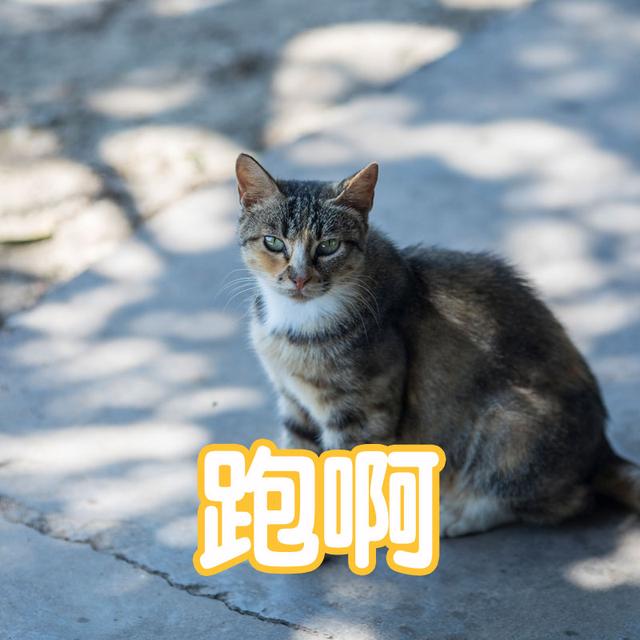 猫睡觉的时候抽搐(猫睡觉的时候抽搐翻白眼)