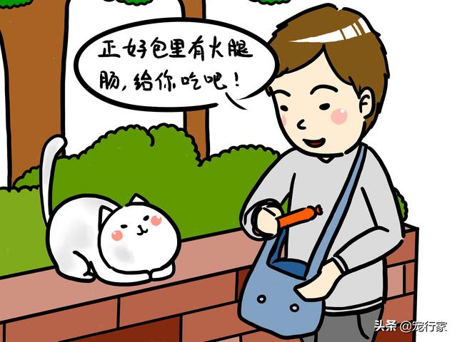 喂流浪猫吃什么(喂流浪猫吃什么比较好)