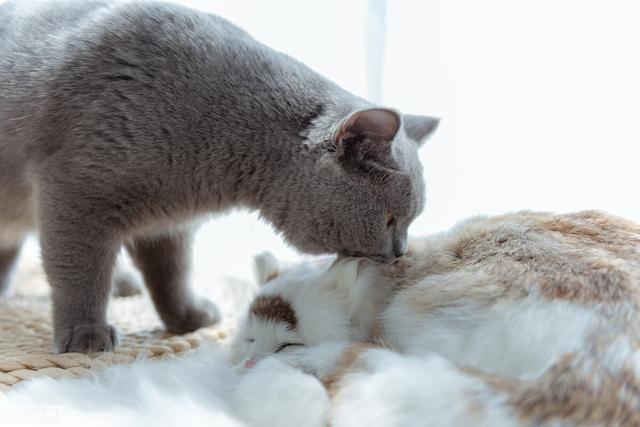 家养猫咪有狂犬病毒吗(家养的猫猫会有狂犬病吗)