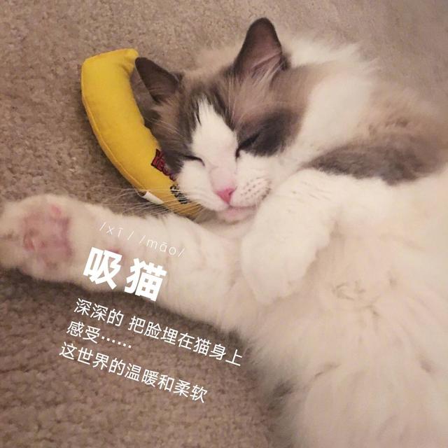 吸猫是啥意思是什么(女生吸猫是啥意思是什么)