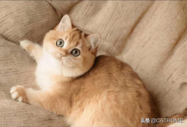 金点和金渐层猫咪哪个贵(金点猫和金渐层猫哪个贵)