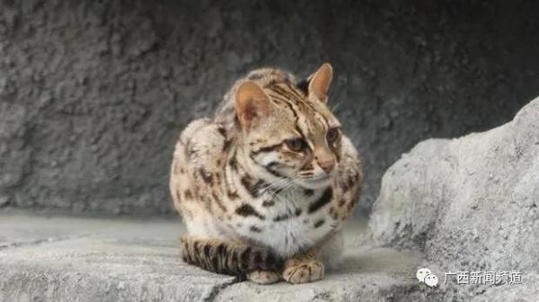 野生豹猫和宠物豹猫怎么分别(野生豹猫图片)