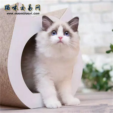 上海布偶猫好可爱 你家里有只么？