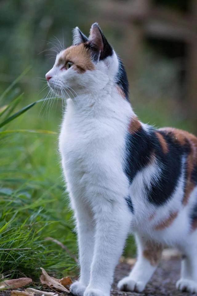 三花猫为什么都是母的呢(三花猫为啥都是母的)