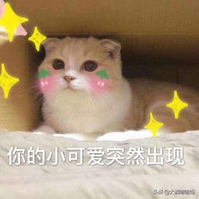 宠物猫多久洗一次澡(猫多久洗一次澡比较好)