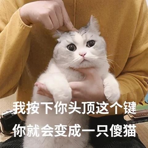 猫放屁很臭怎么回事(猫放屁特别臭)