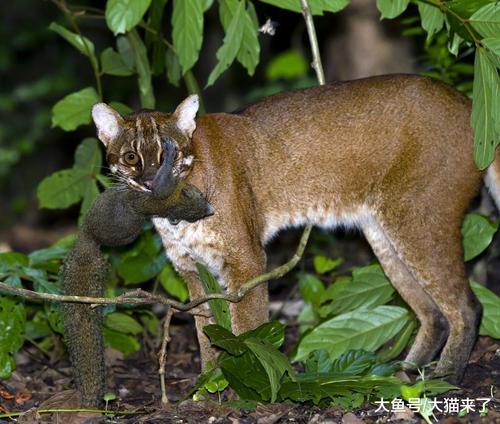 猫突然变蔫是什么毛病 猫咪临死前的征兆