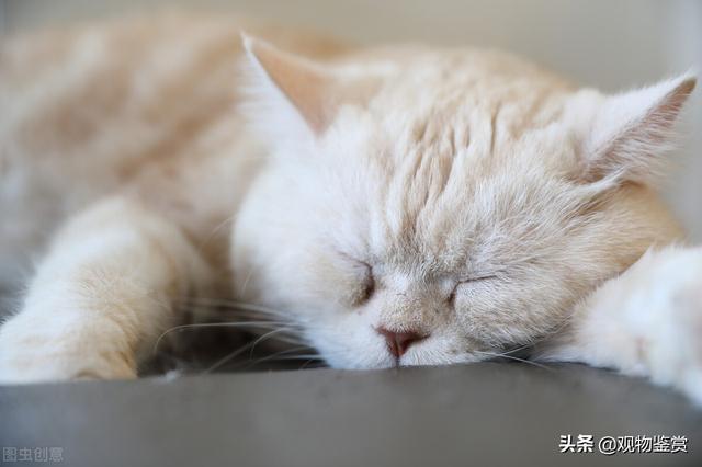 猫咪各阶段牙齿图片(猫咪各个阶段牙齿图)