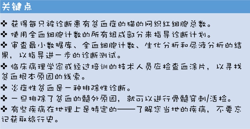 猫咪非再生性贫血的诊断和治疗建议