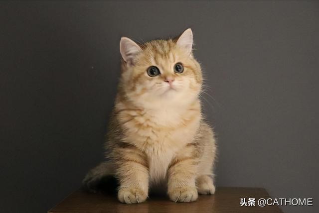 金点和金渐层猫咪哪个贵(金点猫和金渐层猫哪个贵)