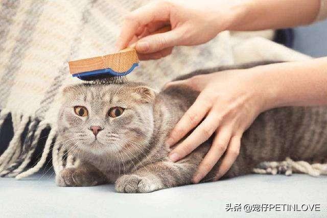 猫咪对主人有没有感情(猫咪对主人有感情吗)