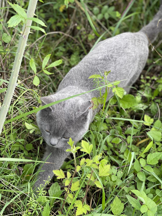 玫斯猫粮怎么样(玫斯猫粮是国产还是进口)