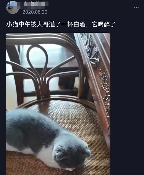 猫咪可以吃奶油吗(猫咪不能吃奶油吗)