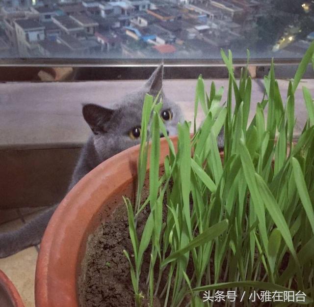 猫草怎么种植方法(猫草对猫有什么作用)