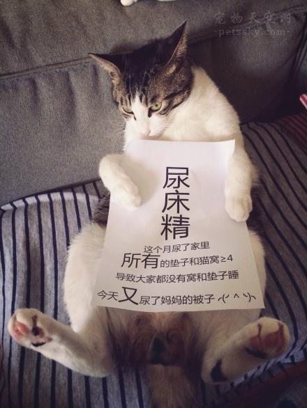 猫咪尿床(猫咪尿床原因和解决办法)