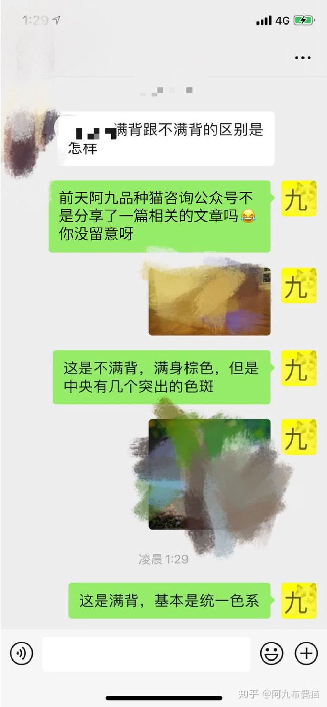 银点和银渐层哪个更好一些(银点与银渐层哪个好)