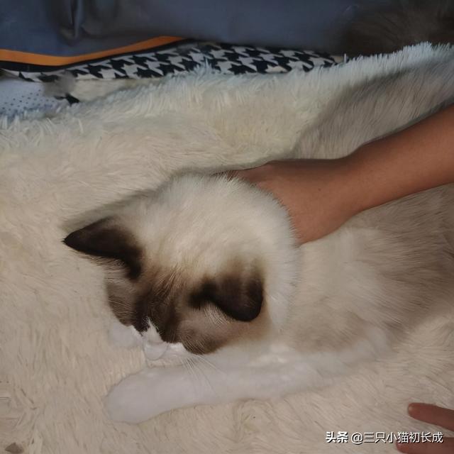 猫耳朵里面的脏东西怎么清理(猫耳朵很脏怎么清理)